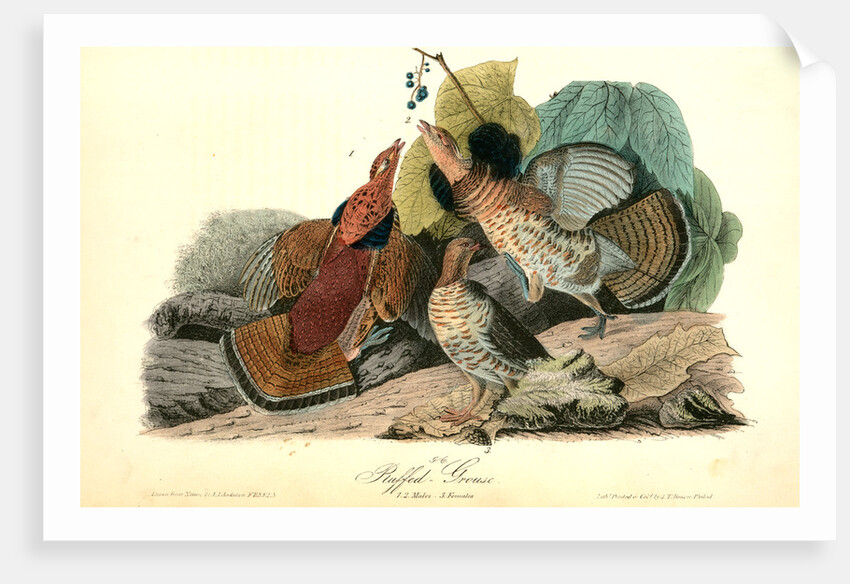 Ruffed Grouse by John James Audubon
