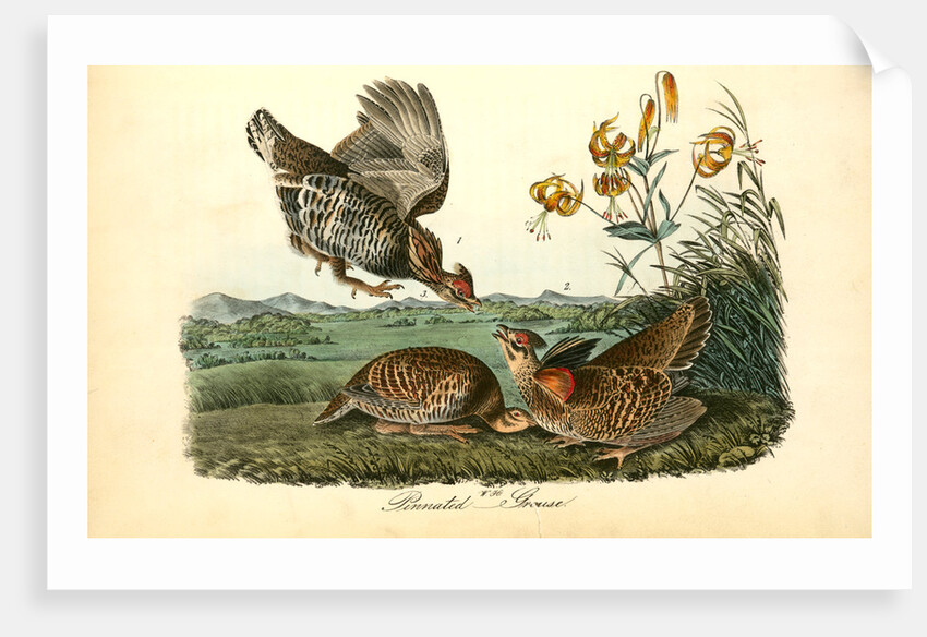 Pinnated Grouse by John James Audubon