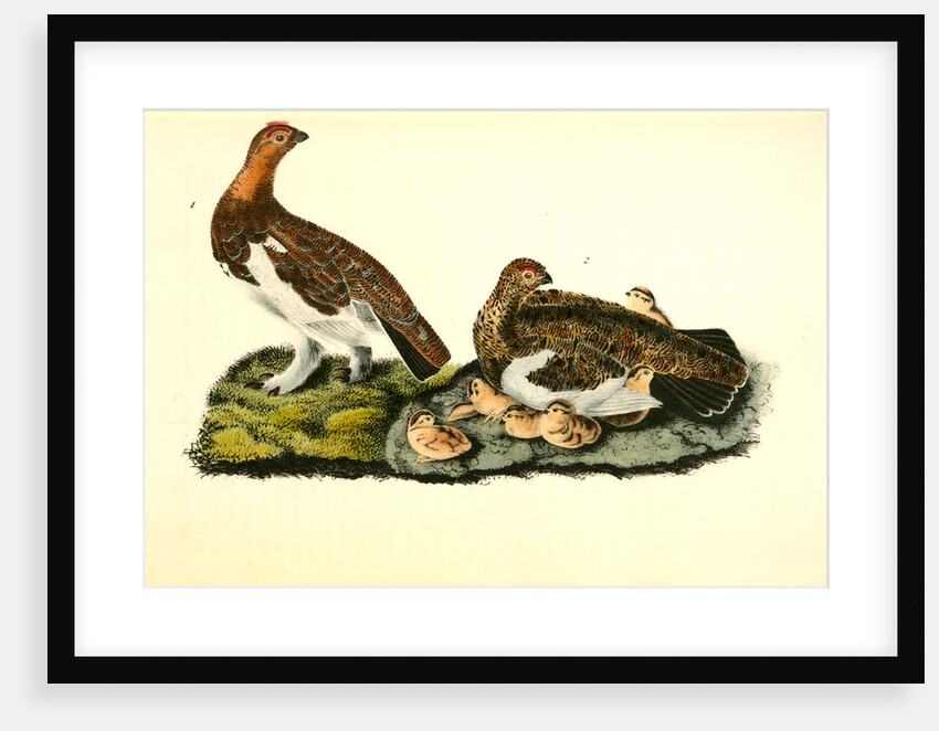 Willow Ptarmigan by John James Audubon