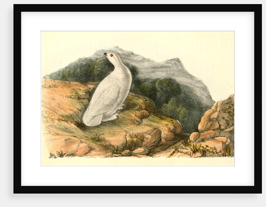 White-tailed Ptarmigan. Adult in Winter Plumage by John James Audubon