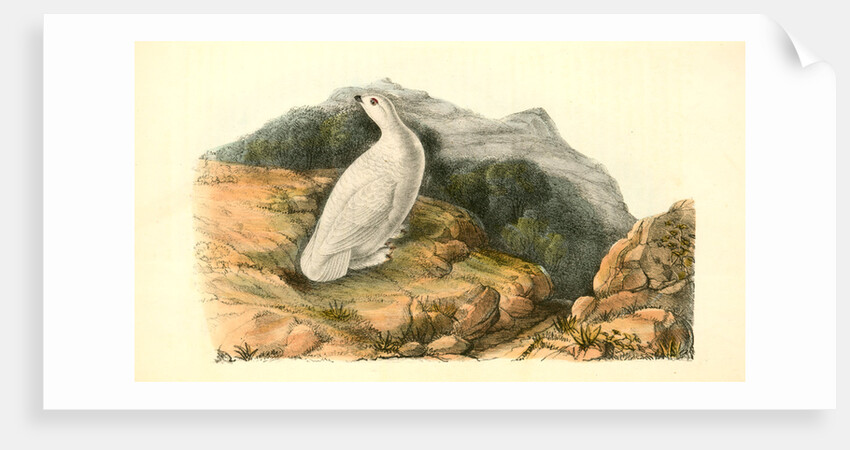 White-tailed Ptarmigan. Adult in Winter Plumage by John James Audubon
