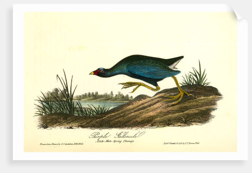 Purple Gallinule. Adult Male, Spring plumage by John James Audubon