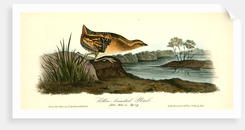 Yellow-breasted Rail. Adult Male in Spring by John James Audubon
