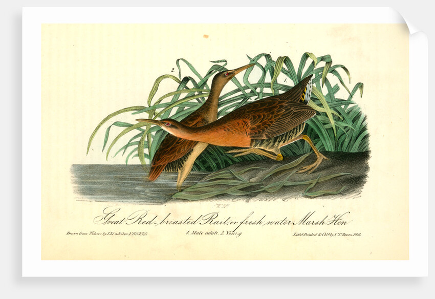 Great Red-breasted Rail, or fresh-water Marsh Hen by John James Audubon