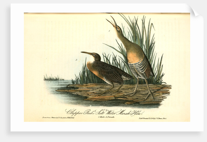 Clapper Rail, or Salt-water Marsh Hen by John James Audubon