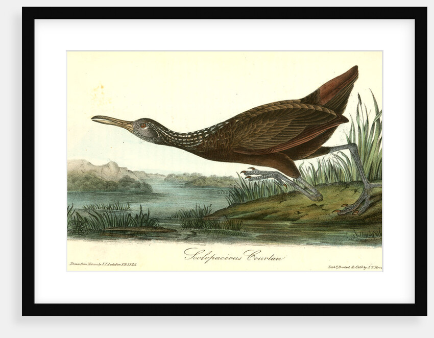 Scolopaceous Courlan by John James Audubon