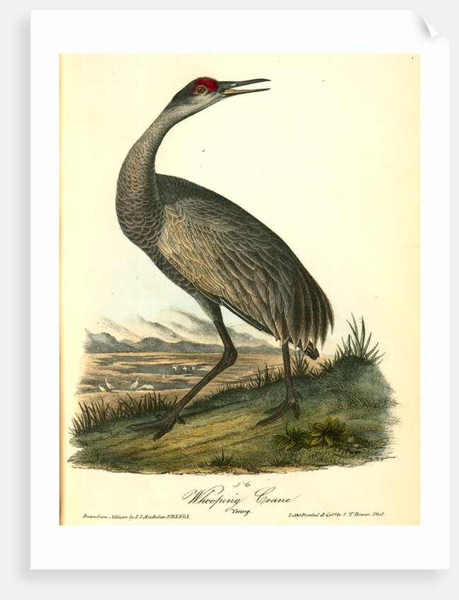 Wooping Crane. Young by John James Audubon