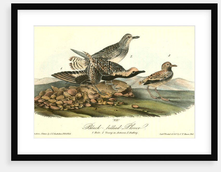 Black-bellied Plover by John James Audubon