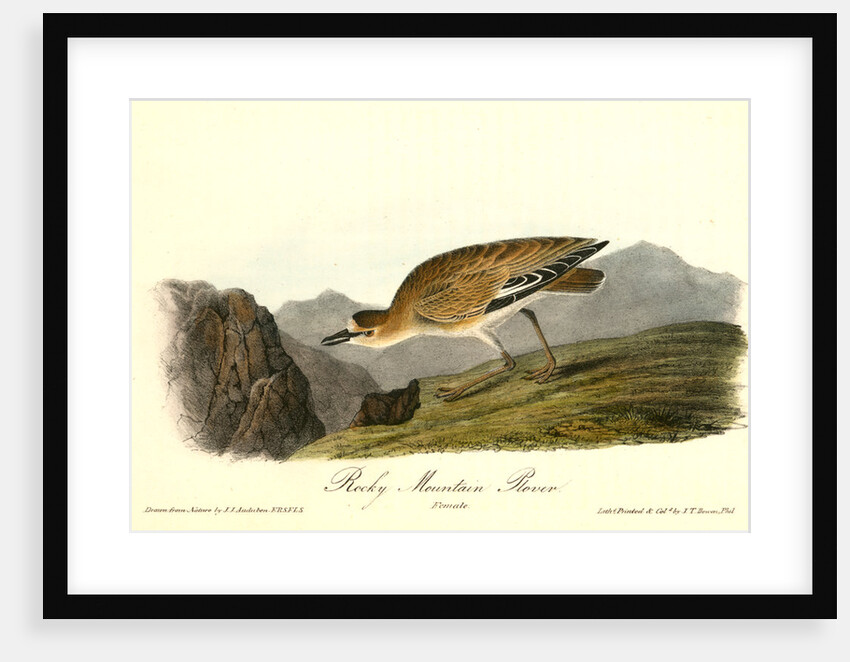 Rocky Mountain Plover. Female by John James Audubon