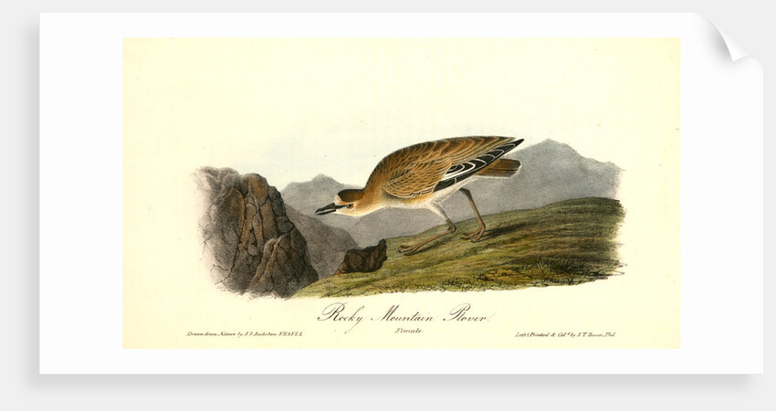 Rocky Mountain Plover. Female by John James Audubon
