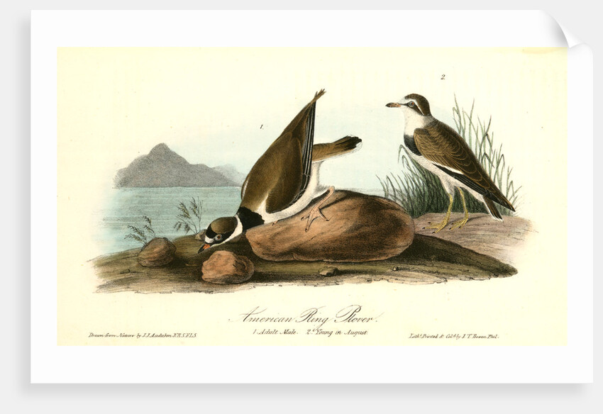American Ring Plover by John James Audubon