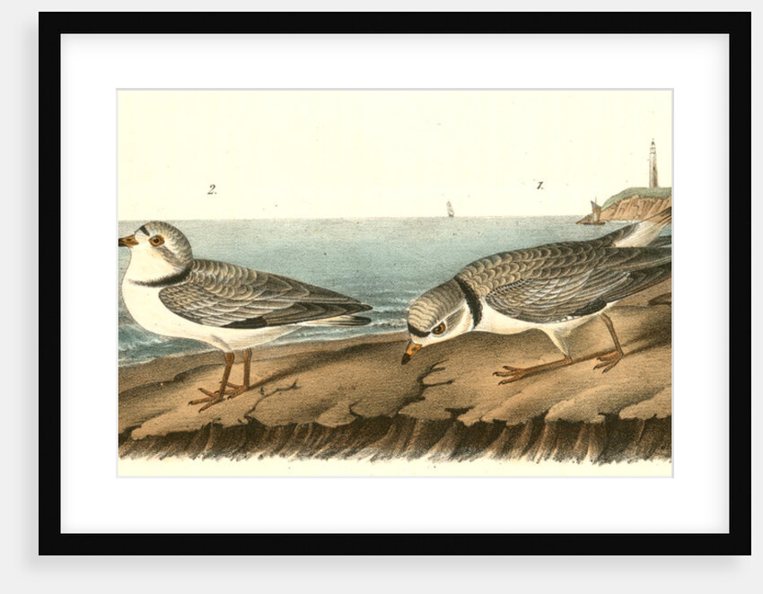 Piping Plover by John James Audubon