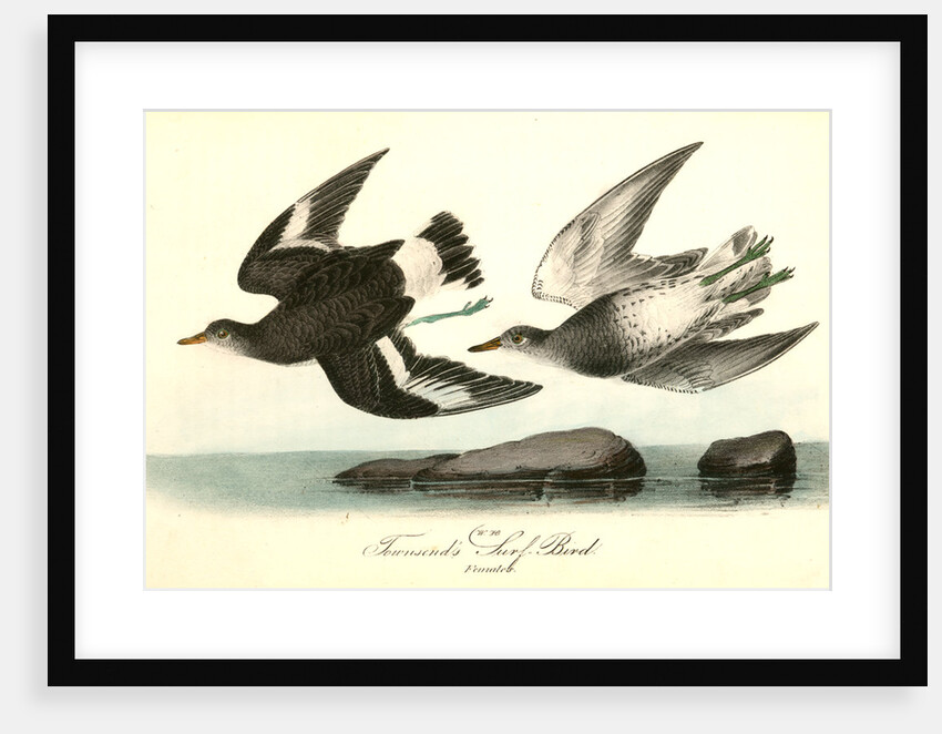 Townsend's Surf-Bird. Females by John James Audubon