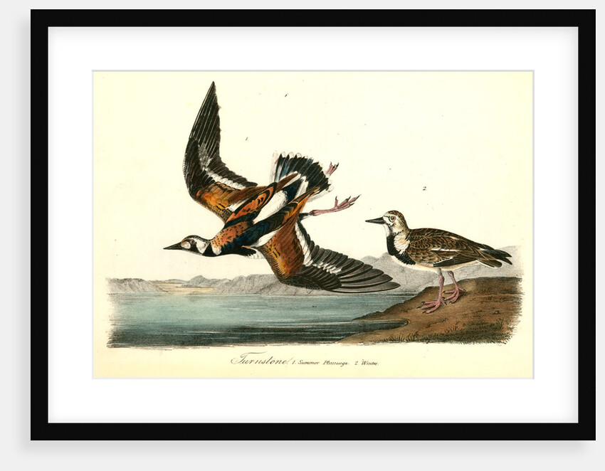 Turnstone by John James Audubon