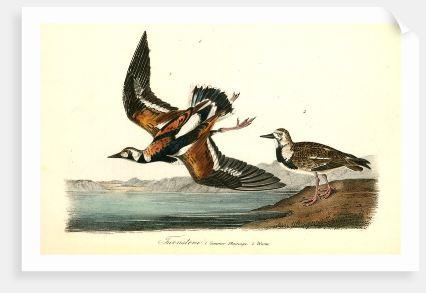 Turnstone by John James Audubon