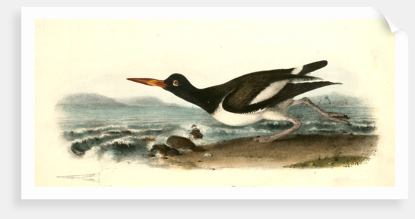 American Oyster-Catcher. Male by John James Audubon