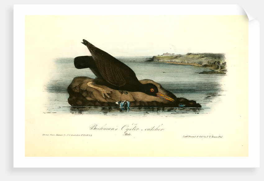 Bachman's Oyster-catcher. Male by John James Audubon
