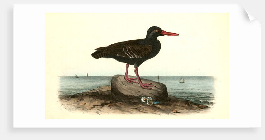 Townsend's Oyster-catcher. Female by John James Audubon