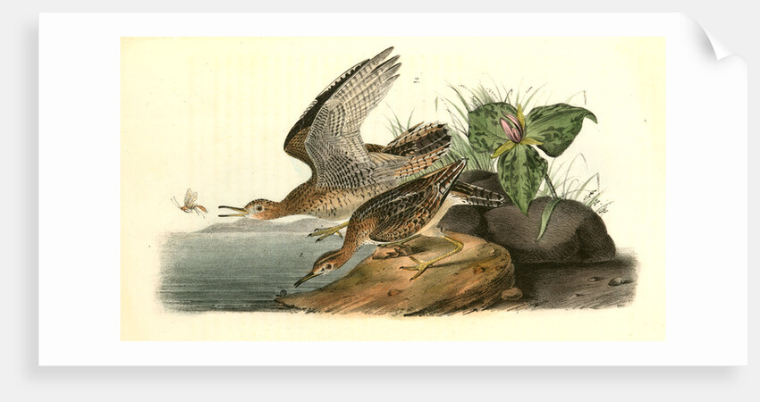 Bartramian Sandpiper by John James Audubon