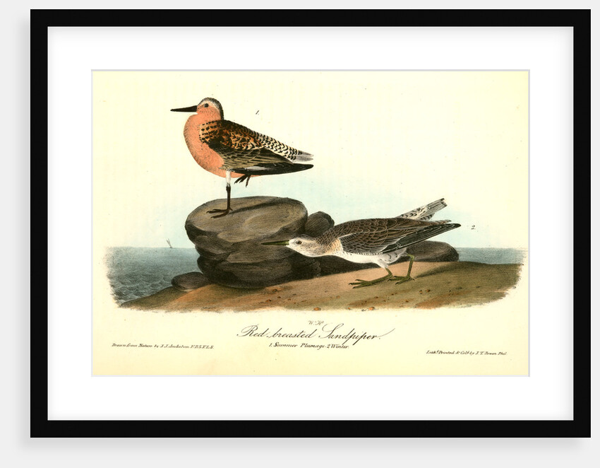 Red-breasted Sandpiper. 1.Summer plumage. 2. Winter by John James Audubon