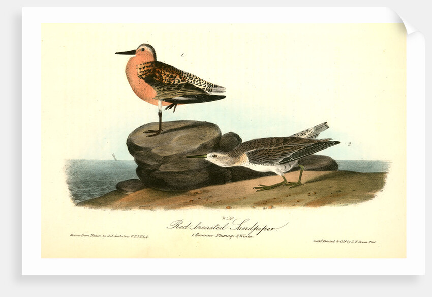 Red-breasted Sandpiper. 1.Summer plumage. 2. Winter by John James Audubon