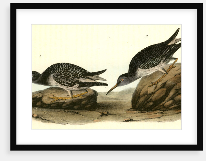 Purple Sandpiper. 1.Summer. 2. Winter by John James Audubon