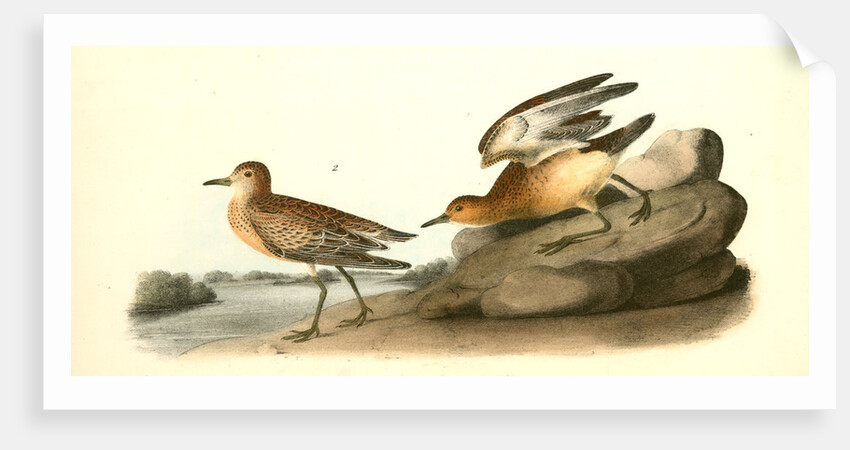 Buff-breasted Sandpiper. 1.Male. 2. Female by John James Audubon