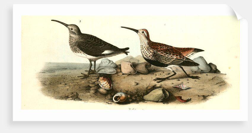 Red-backed Sandpiper by John James Audubon