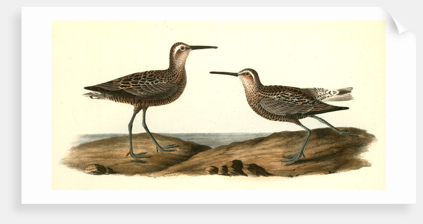 Long-legged Sandpiper by John James Audubon