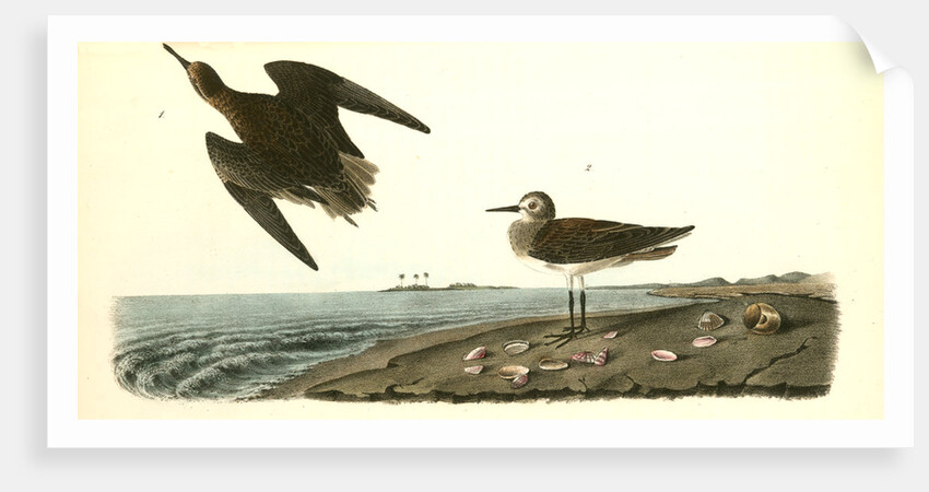 Schinz's Sandpiper by John James Audubon