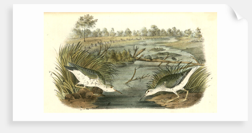 Spotted Sandpiper by John James Audubon