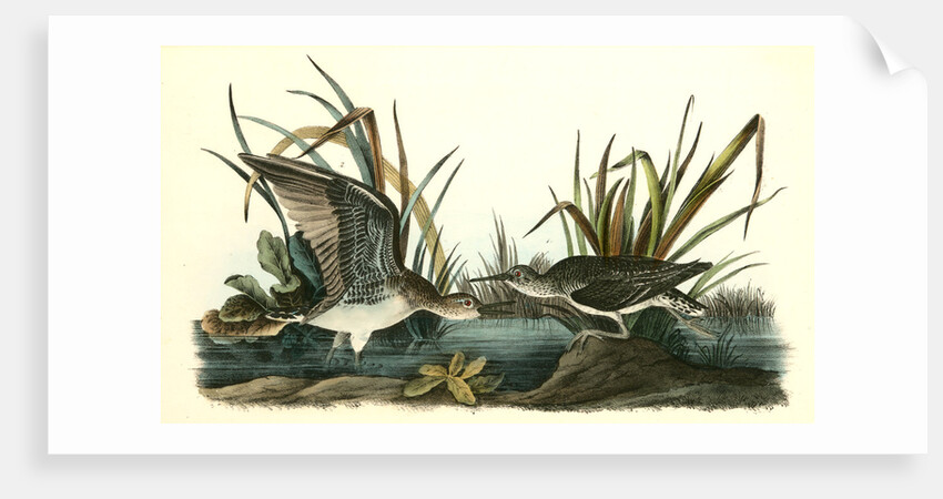 Solitary Sandpiper by John James Audubon