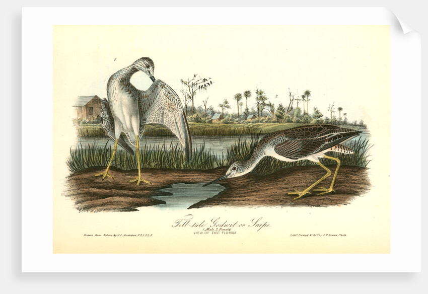 Tell-tale Goswit or Snipe by John James Audubon