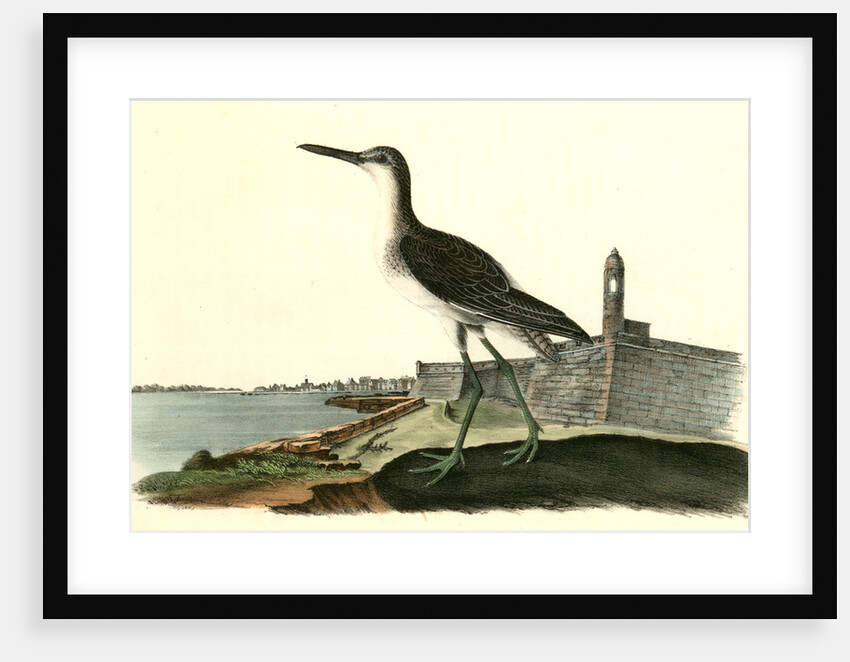 Greenshank. Male by John James Audubon