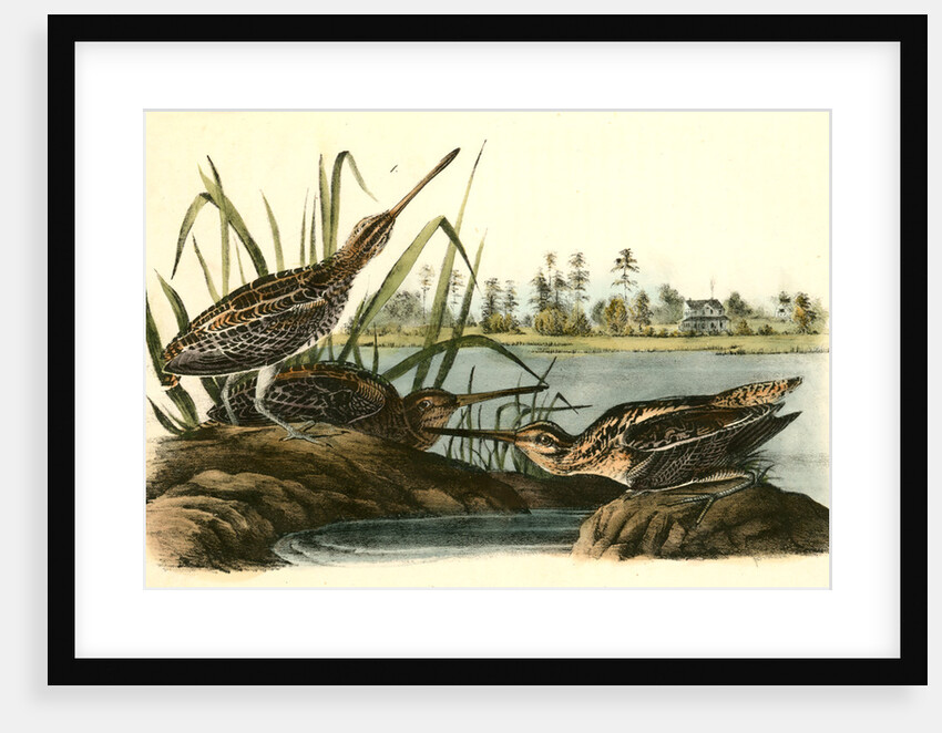 Wilson's Snipe. - Common Snipe by John James Audubon