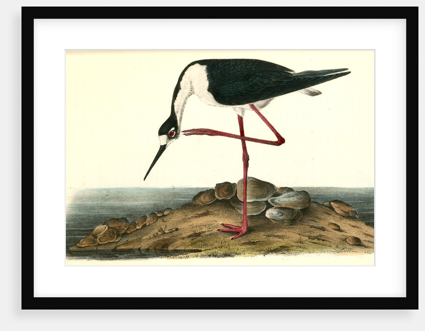 Black-Necked Stillt. Male by John James Audubon