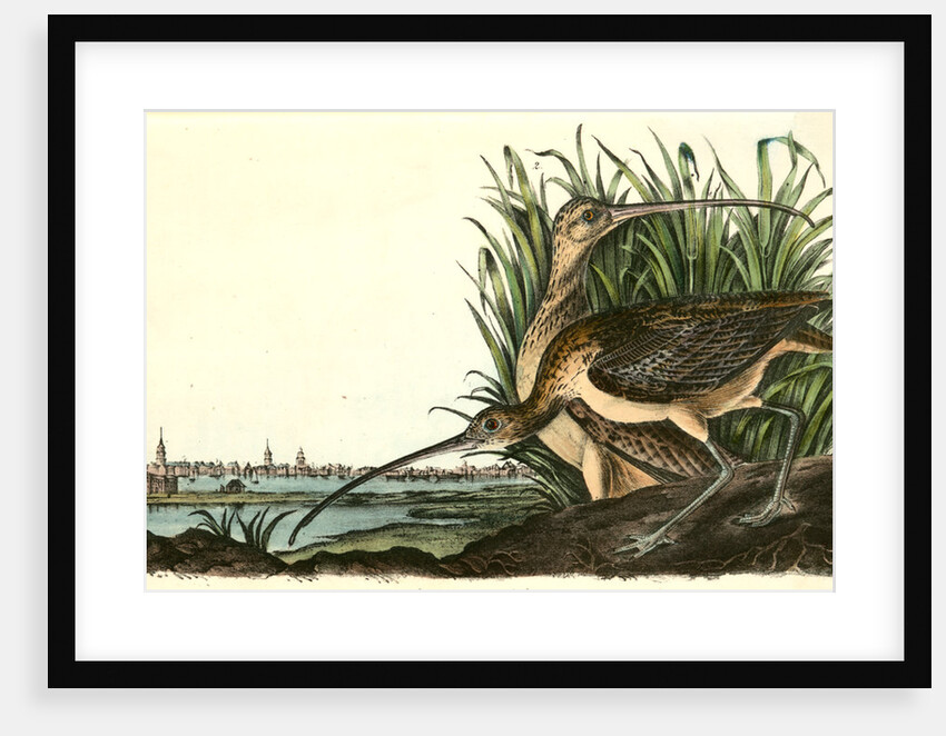 Long-billed Curlew by John James Audubon