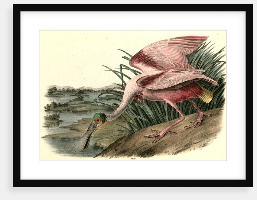 Roseate Spoonbill. Male by John James Audubon