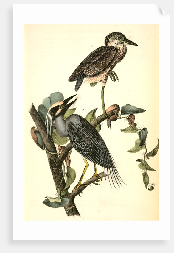 Yellow-crowned Night Heron, or Qua Bird by John James Audubon