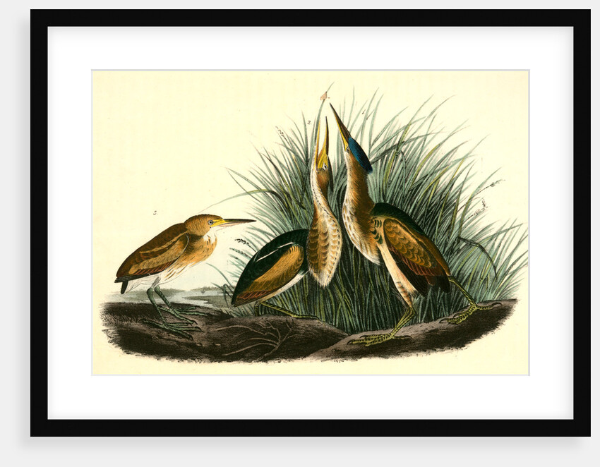 Least Bittern by John James Audubon