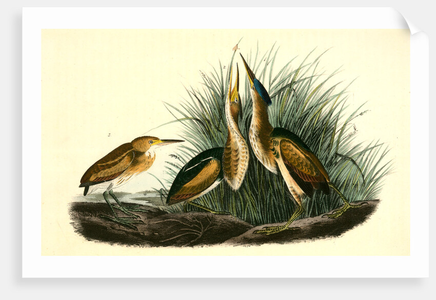 Least Bittern by John James Audubon