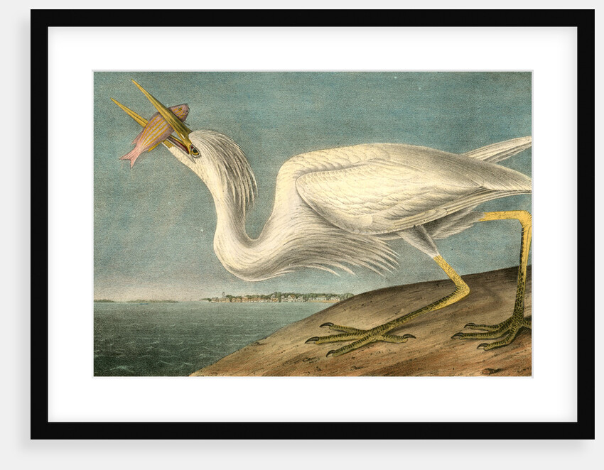 Great White Heron. Male adult, Spring Plumage by John James Audubon