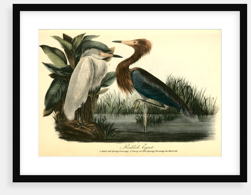 Reddish Egret by John James Audubon