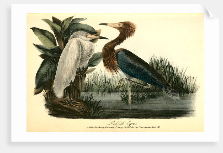 Reddish Egret by John James Audubon