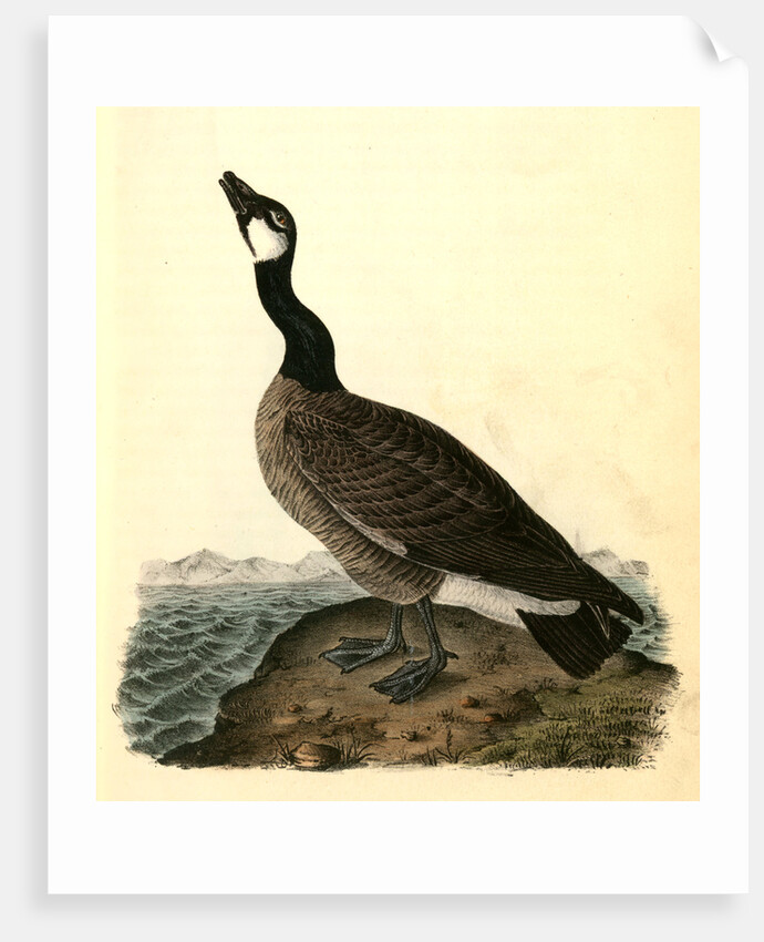 Hutchins's Goose. Adult Male by John James Audubon