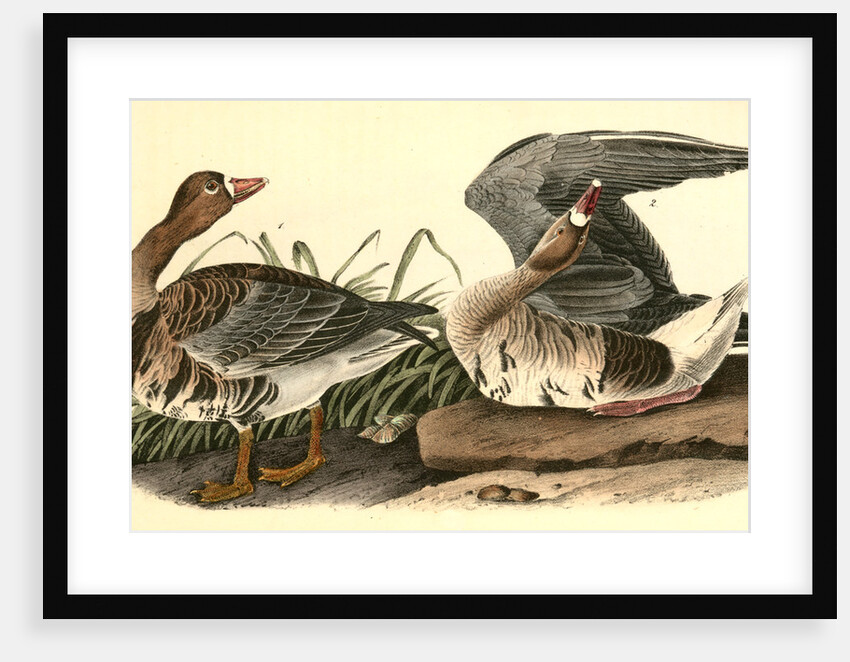 White-fronted Goose by John James Audubon