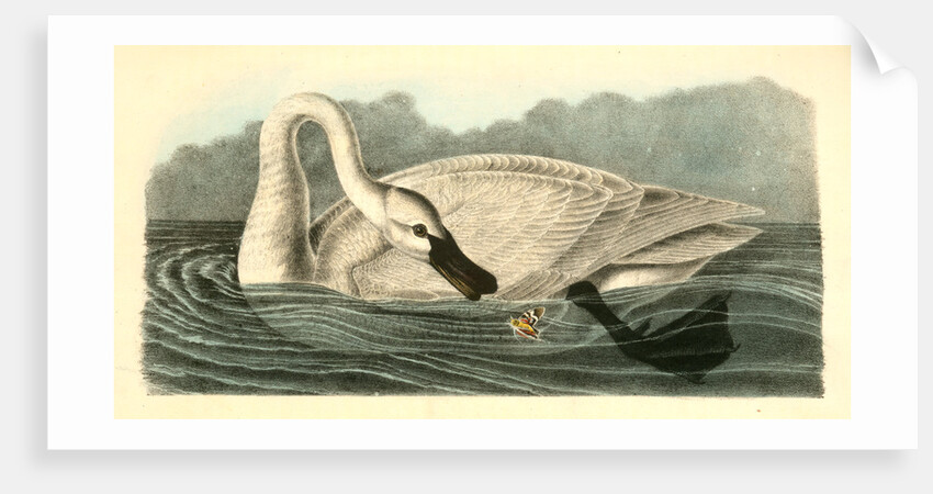 Trumpeter Swan. Adult by John James Audubon
