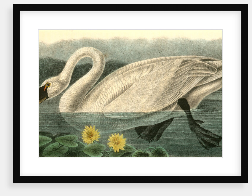 American Swan. Male by John James Audubon