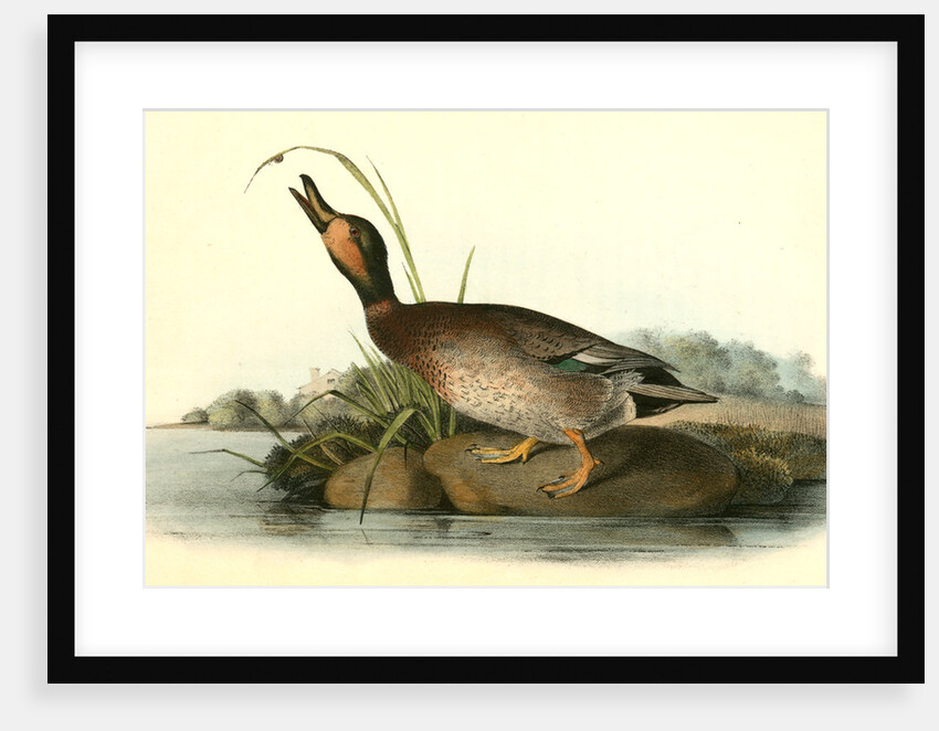 Brewer's Duck. Male by John James Audubon