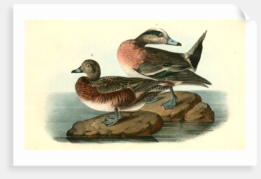 American Widgeon by John James Audubon